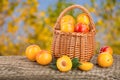 Yellow plums in a wicker basket on a wooden table with a blurry garden background Royalty Free Stock Photo