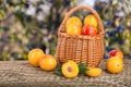 Yellow plums in a wicker basket on a wooden table with a blurry garden background Royalty Free Stock Photo