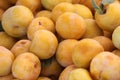 Yellow pluot, Prunus Royalty Free Stock Photo