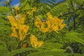 Yellow Poinciana Flowers Delonix Regia Flavida Flame Tree  Moorea Tahiti Royalty Free Stock Photo