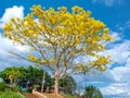 Yellow poinciana tree blooms brilliantly on the hill Royalty Free Stock Photo