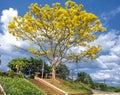 Yellow poinciana tree blooms brilliantly on the hill Royalty Free Stock Photo