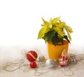 Yellow Poinsettia and Christmas decorations products of mass Royalty Free Stock Photo