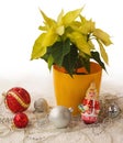 Yellow Poinsettia and Christmas decorations products of mass Royalty Free Stock Photo