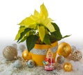 Yellow Poinsettia and Christmas decorations products of mass Royalty Free Stock Photo