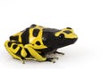 Yellow Poison Arrow Frog