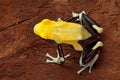 Yellow poison arrow frog Royalty Free Stock Photo