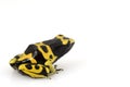 Yellow Poison Arrow Frog (Dendrobates leucomelas) Royalty Free Stock Photo