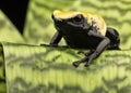 Yellow poison dart frog Brazil Rain forest Royalty Free Stock Photo