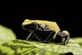 Yellow poison dart frog Brazil Rain forest