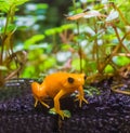 Yellow poison dart frog a dangerous small poisonous frog from america macro closeup