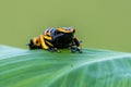 Yellow poison dart frog dendrobates leucomelas Royalty Free Stock Photo