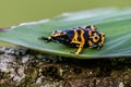 Yellow poison dart frog dendrobates leucomelas Royalty Free Stock Photo