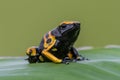 Yellow poison dart frog dendrobates leucomelas Royalty Free Stock Photo