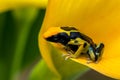Yellow poison dart frog dendrobates leucomelas Royalty Free Stock Photo
