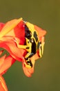 Yellow poison dart frog dendrobates leucomelas Royalty Free Stock Photo