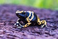 Yellow poison dart frog dendrobates leucomelas Royalty Free Stock Photo