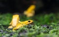 Yellow poison-dart frog Dendrobates tinctorius azureus.poison frog very poisonous animal with warning colors Phyllobates terribi