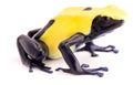 Yellow poison dart frog dendrobates tinctorius Royalty Free Stock Photo