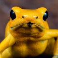 Yellow poison dart frog poisonous animal Royalty Free Stock Photo