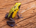 Yellow poison dart frog poisonous animal