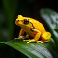 Yellow poison Phyllobates terriblis frog perched on vibrant green leaf Royalty Free Stock Photo