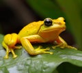 Yellow poison Phyllobates terriblis frog perched on vibrant green leaf Royalty Free Stock Photo