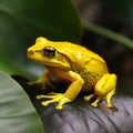 Yellow poison Phyllobates terriblis frog perched on vibrant green leaf, Royalty Free Stock Photo