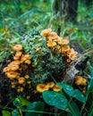 Yellow poisonous mushrooms growing on an old stump Royalty Free Stock Photo