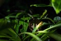 Yellow tree frog hiding on green leaves Royalty Free Stock Photo