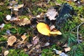 Yellow poisonous yellow mushroom growing on an old rotten tree, green moss old stump forest autumn Royalty Free Stock Photo