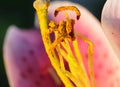 Yellow Polan grains against pink petals