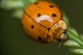 Yellow polkadot ladybug on the grass flower