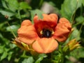 Yellow Pollen Baskets on a Carpenter Bee with its Head Inside a Trumpet Vine Flower