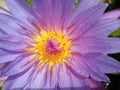 Yellow pollen of blossom purple lotus flower