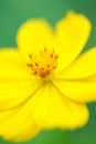 Yellow pollen