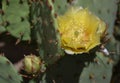 Yellow pollen filled flower on a Prickly Pear Cactus Royalty Free Stock Photo