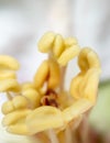 Yellow pollen in a flower. Extreme macro Royalty Free Stock Photo