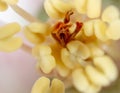 Yellow pollen in a flower. Extreme macro Royalty Free Stock Photo