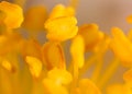 Yellow pollen on a flower in nature