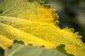 Yellow pollen on green leaf Royalty Free Stock Photo