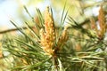 Yellow Pollen on a new pine blossom. Yellow pine cones from coniferous tree at june