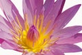 Yellow pollen and pink petals of water lily flower Royalty Free Stock Photo