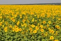 Field of bright sunflowers. Agricultural landscape of Ukraine countryside Royalty Free Stock Photo