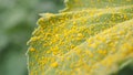 Yellow pollen sunflower on leaf Royalty Free Stock Photo