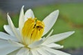 Yellow pollens of white water lily flower with bees Royalty Free Stock Photo