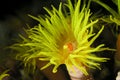 Yellow polyp Royalty Free Stock Photo