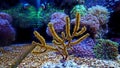 Yellow Polyp Gorgonian coral