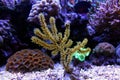 Yellow Polyp Gorgonian coral Royalty Free Stock Photo