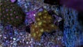 Yellow polyp parazoanthus coral Royalty Free Stock Photo